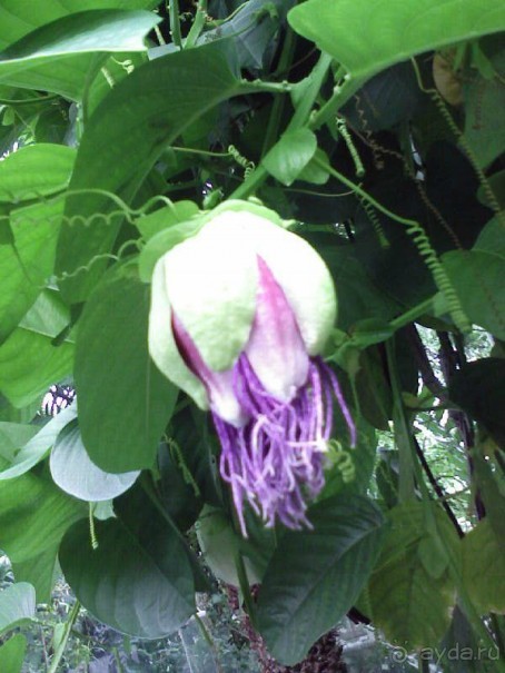 Ботанический сад им. Бергиуса