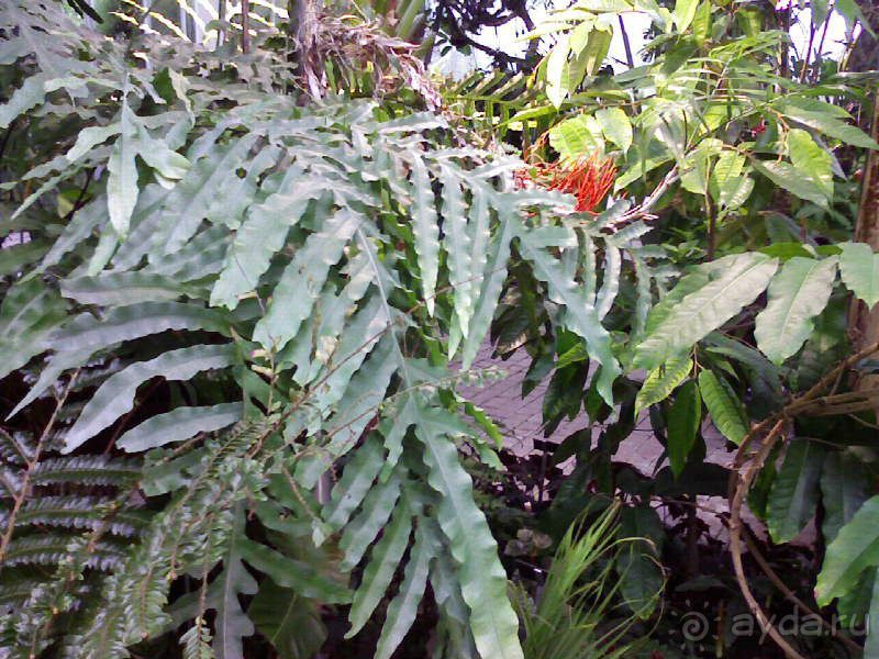 Ботанический сад им. Бергиуса