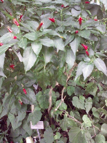 Ботанический сад им. Бергиуса