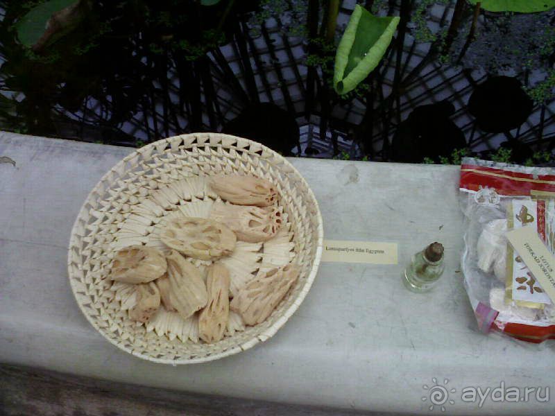 Ботанический сад им. Бергиуса