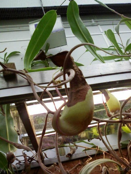 Ботанический сад им. Бергиуса