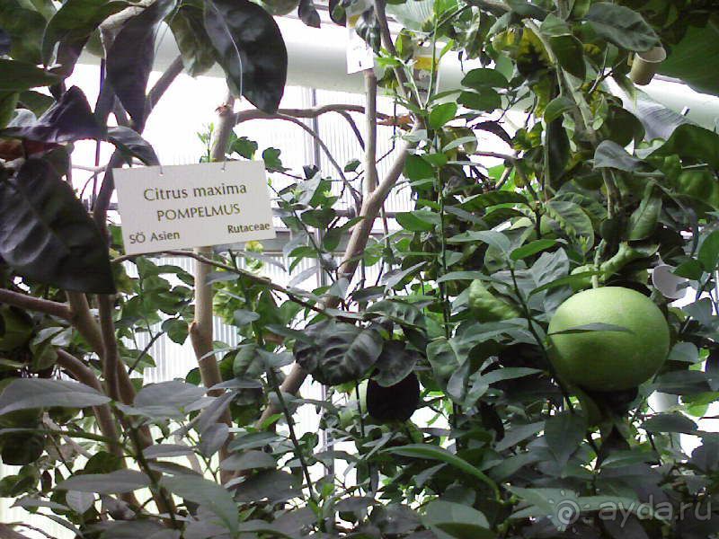 Ботанический сад им. Бергиуса