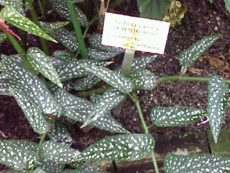 Ботанический сад им. Бергиуса