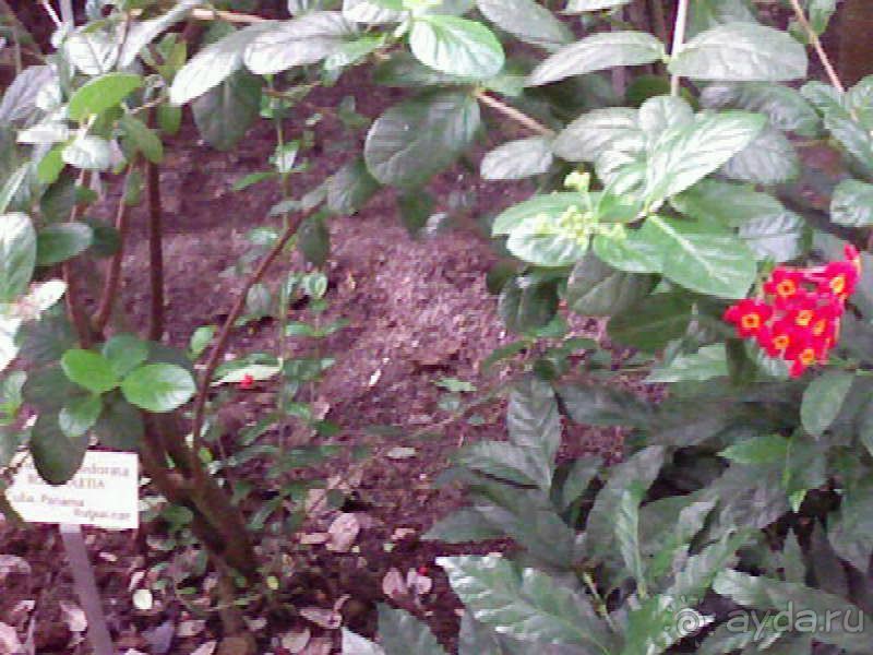 Ботанический сад им. Бергиуса