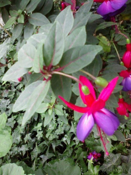 Ботанический сад им. Бергиуса