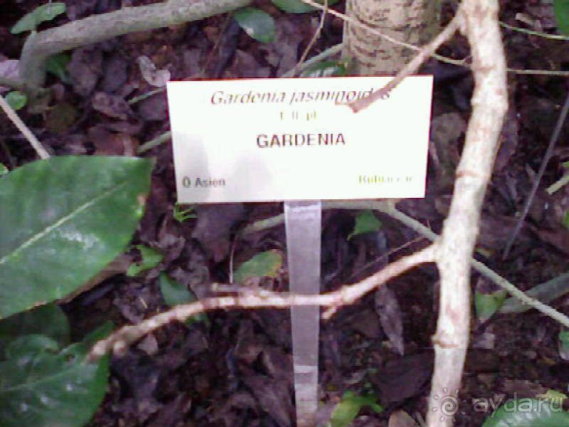 Ботанический сад им. Бергиуса