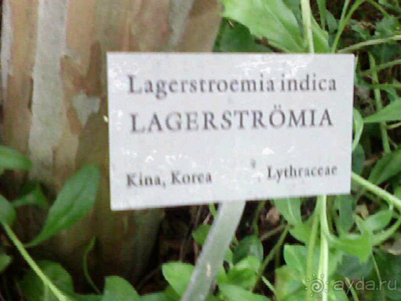 Ботанический сад им. Бергиуса