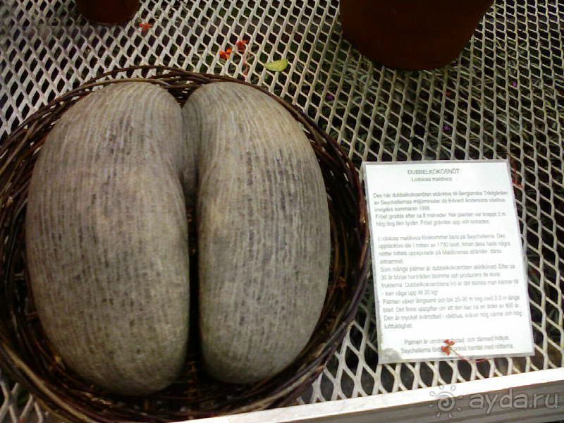 Ботанический сад им. Бергиуса