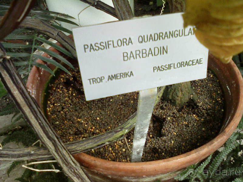 Ботанический сад им. Бергиуса