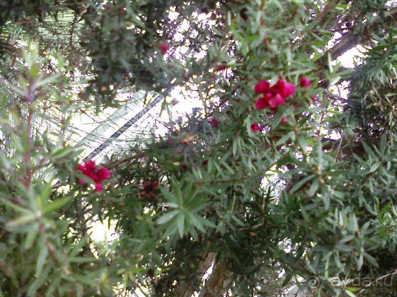 Ботанический сад им. Бергиуса