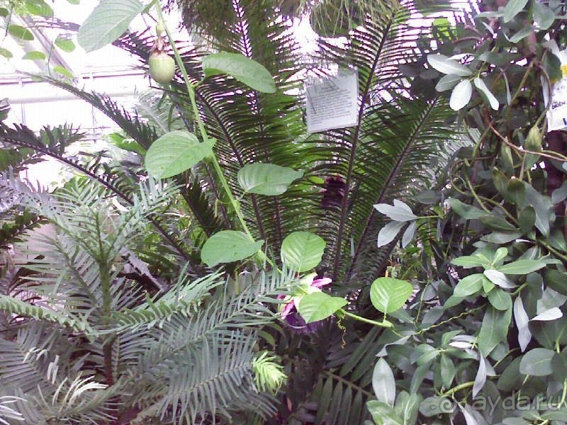 Ботанический сад им. Бергиуса