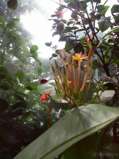 Ботанический сад им. Бергиуса