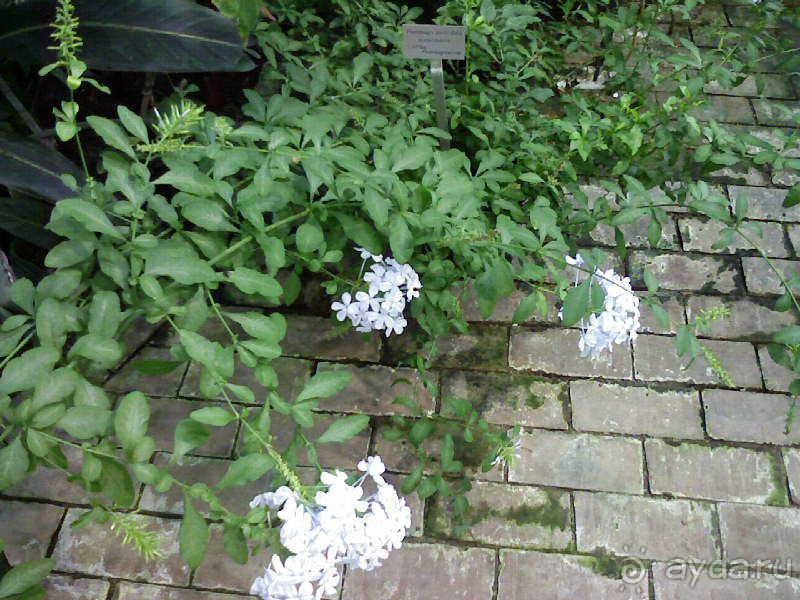 Ботанический сад им. Бергиуса