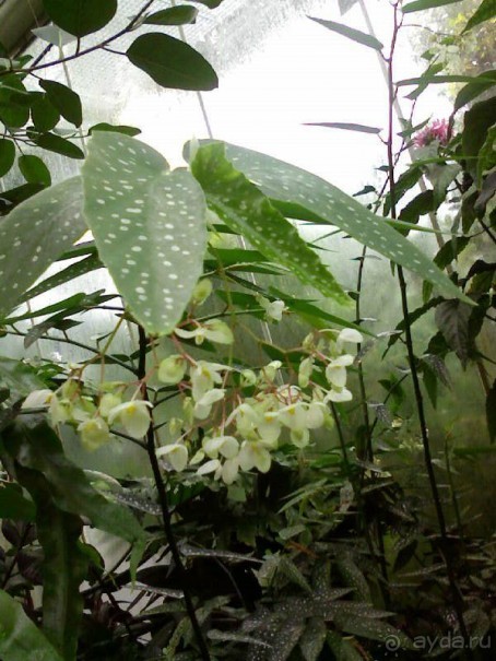 Ботанический сад им. Бергиуса