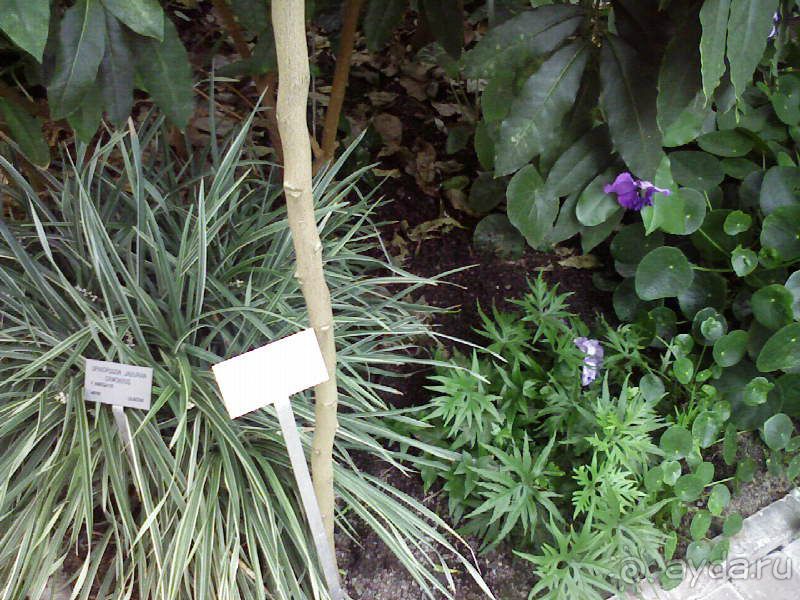 Ботанический сад им. Бергиуса