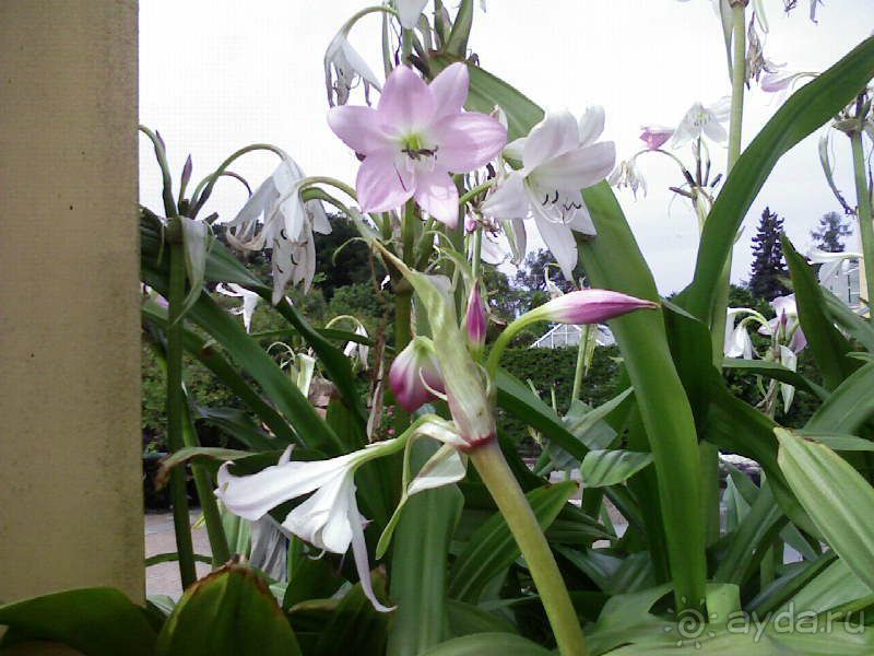 Ботанический сад им. Бергиуса