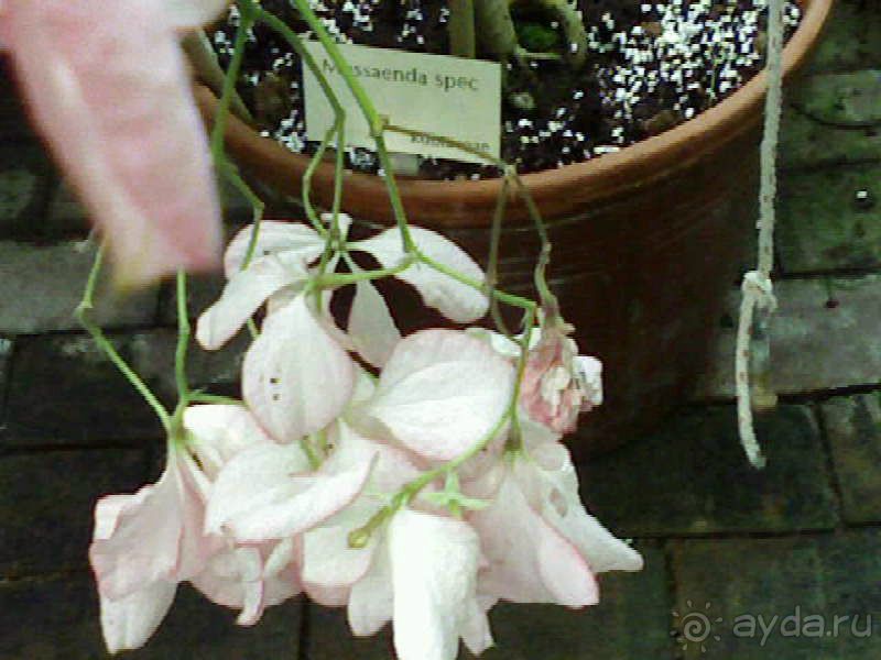 Ботанический сад им. Бергиуса