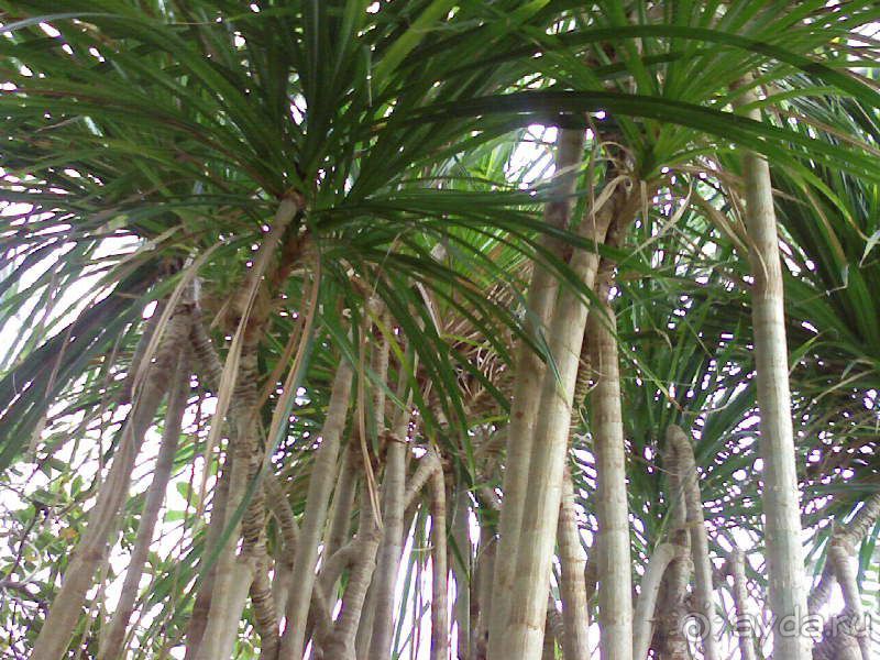 Ботанический сад им. Бергиуса