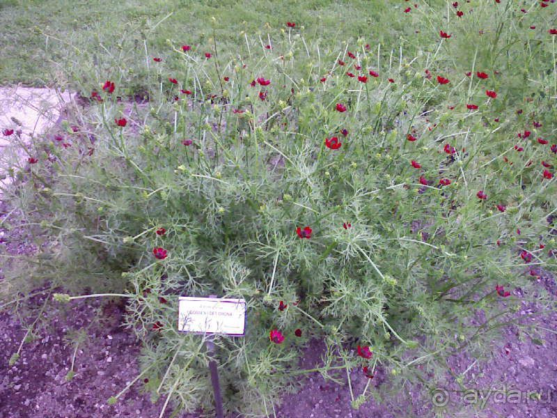 Ботанический сад им. Бергиуса