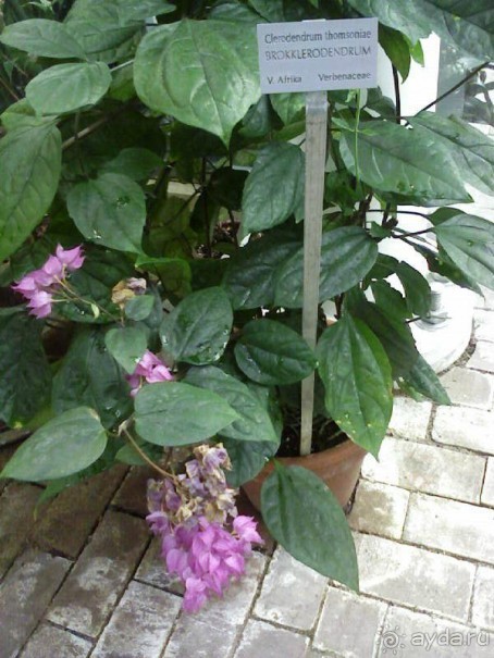 Ботанический сад им. Бергиуса