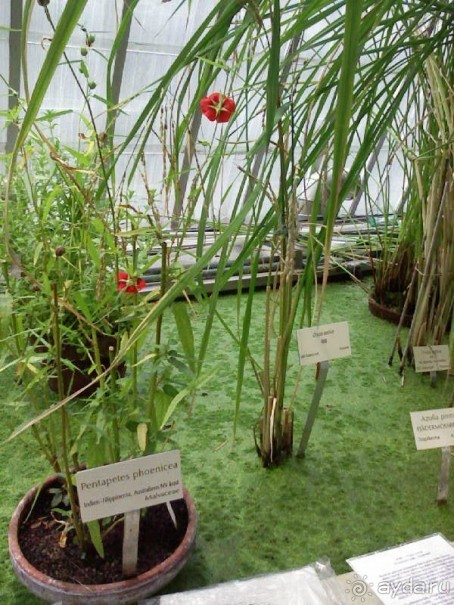 Ботанический сад им. Бергиуса