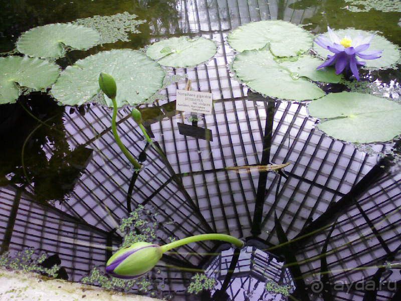 Ботанический сад им. Бергиуса