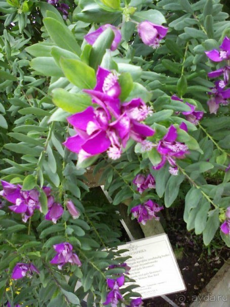 Ботанический сад им. Бергиуса