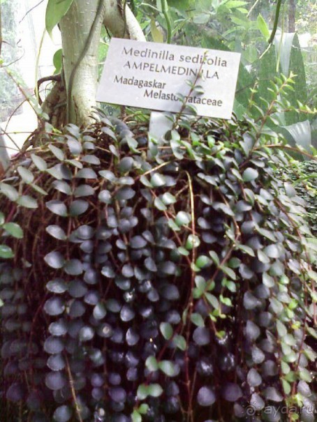 Ботанический сад им. Бергиуса