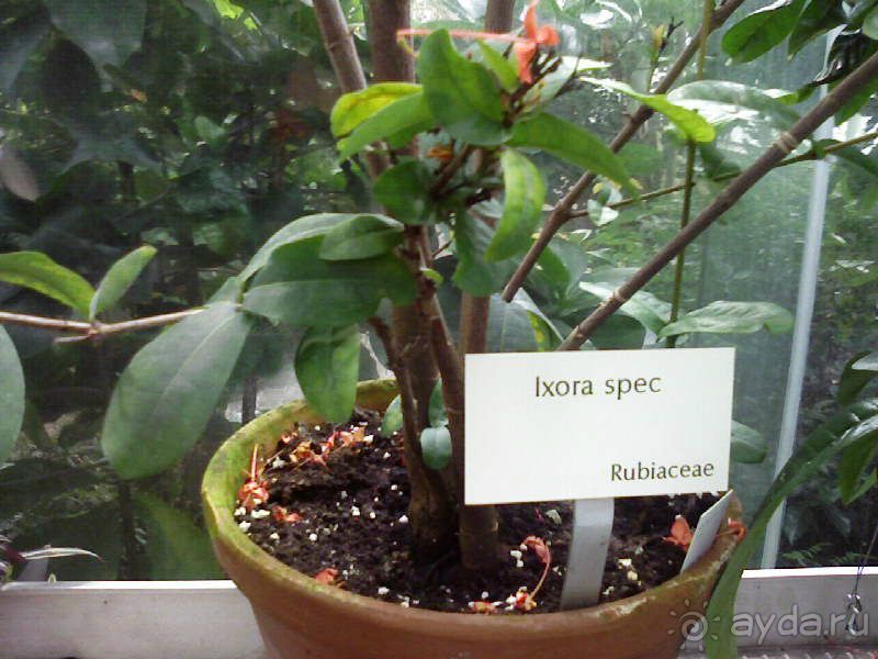 Ботанический сад им. Бергиуса