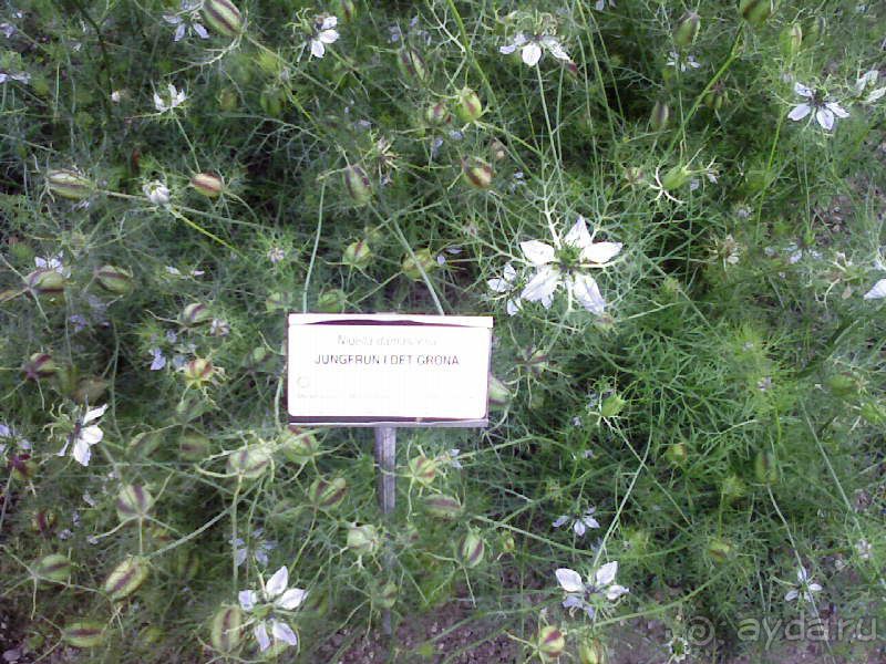 Ботанический сад им. Бергиуса