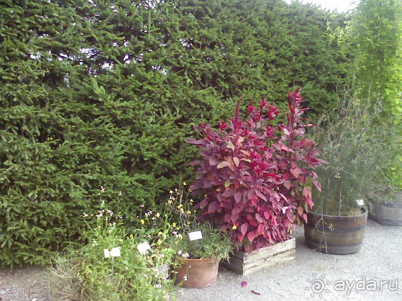 Ботанический сад им. Бергиуса