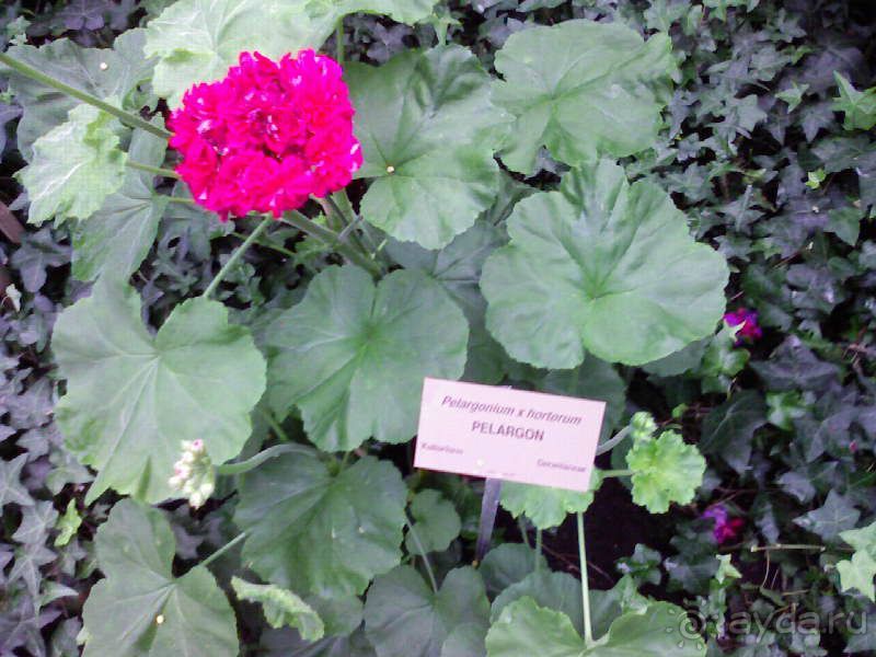 Ботанический сад им. Бергиуса