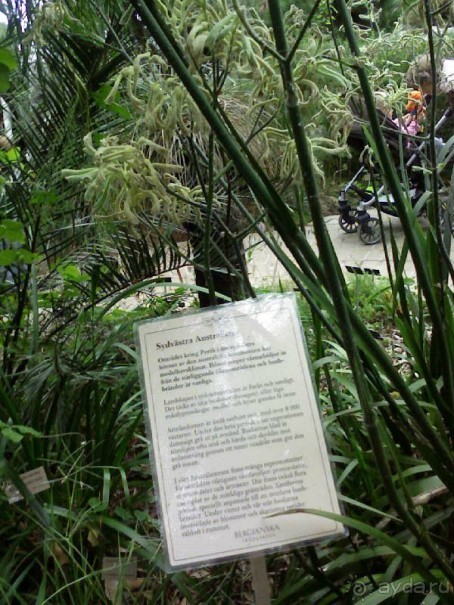 Ботанический сад им. Бергиуса