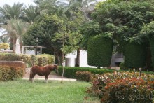 Royal Regina Resort 4