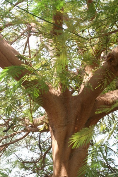 фото Royal Regina Resort 