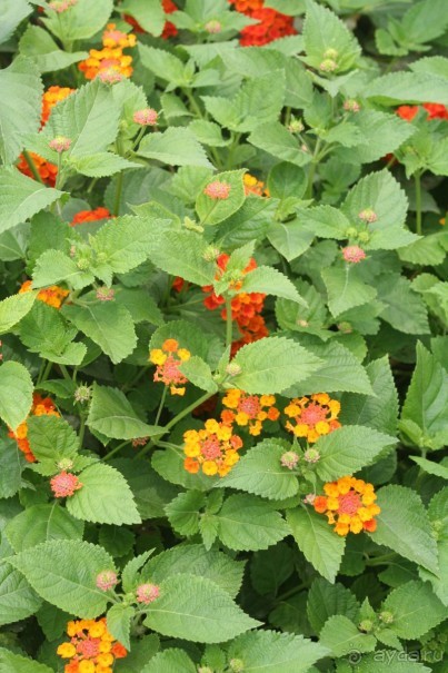 фото Royal Regina Resort 