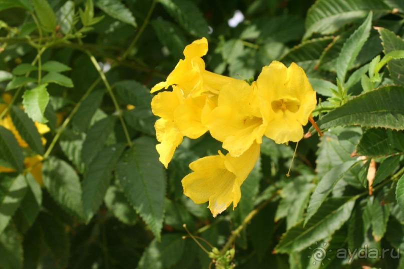 фото Desert Rose Resort