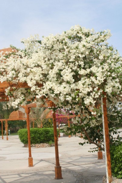 фото Desert Rose Resort