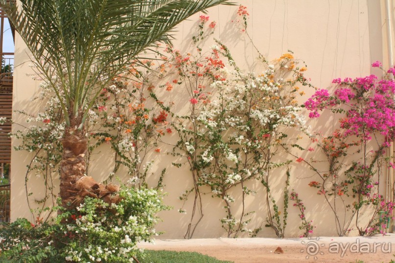 фото Desert Rose Resort