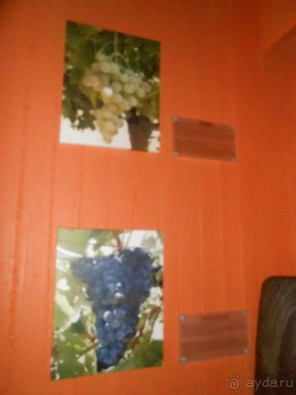 Критская амброзия