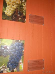 Критская амброзия