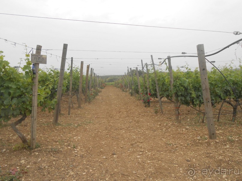 Критская амброзия