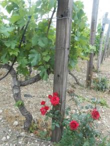 Критская амброзия