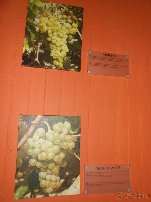 Критская амброзия