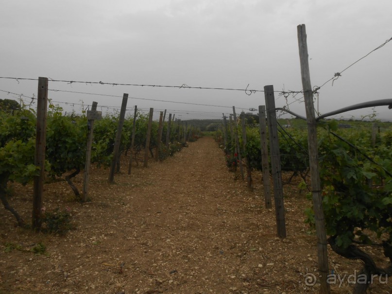 Критская амброзия