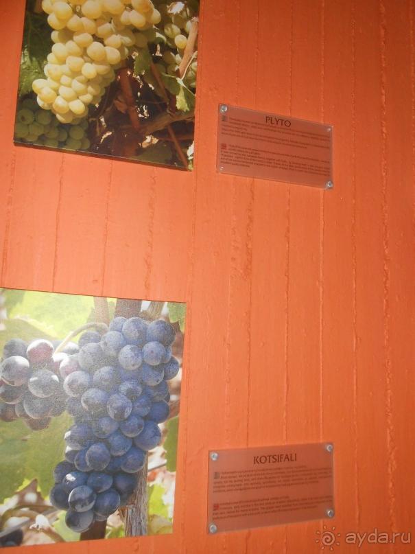 Критская амброзия