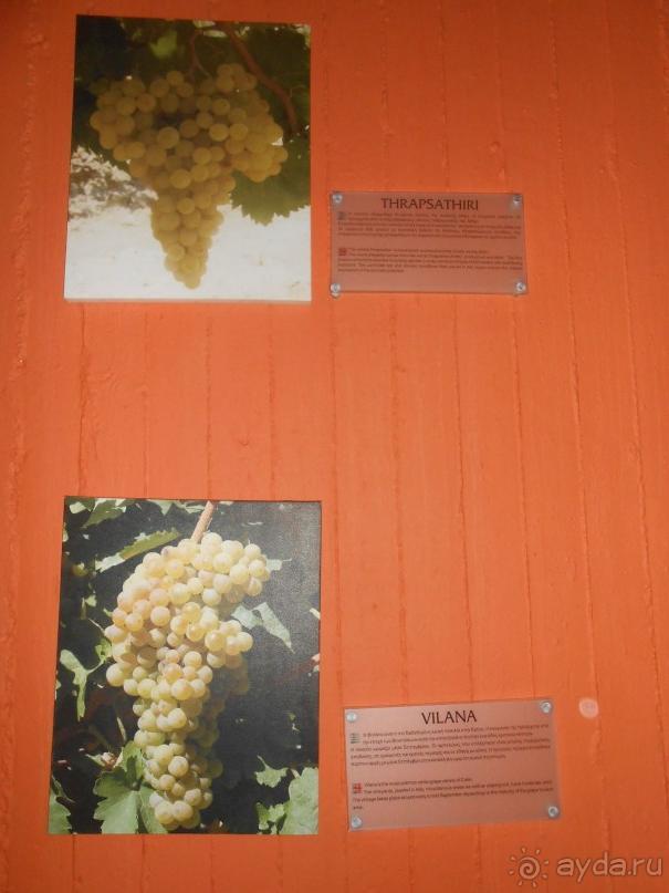 Критская амброзия