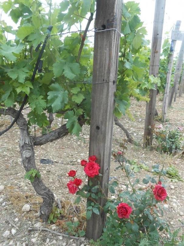 Критская амброзия