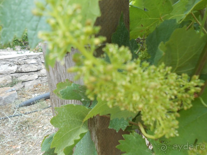 Критская амброзия