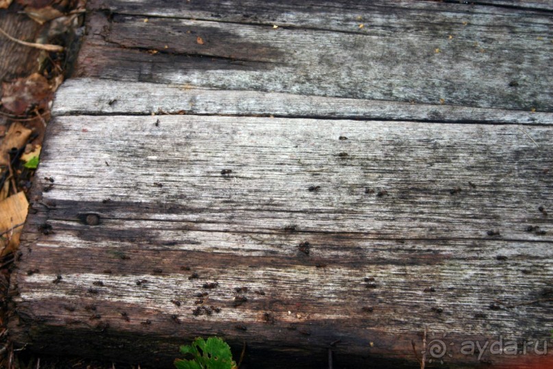 При подходе к Ботаическому Саду со стороны Секирной Горы есть несколько муравейников высотой почти в человеческий рост